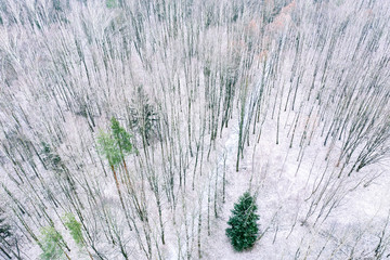 first snow on winter. aerial view of winter forest covered in snow