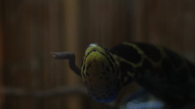 Black tailed python in terrarium (Python molurus)