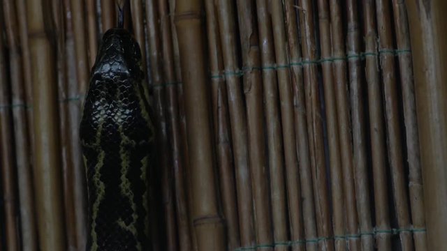Black tailed python in terrarium (Python molurus)