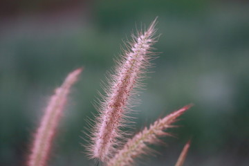 Obraz premium Flowers in the dry season.