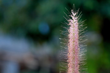 Flowers in the dry season.