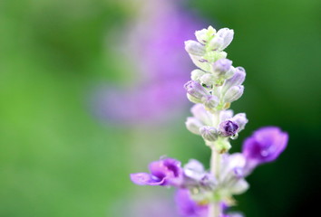 Obraz premium Salvia Blue in Winter