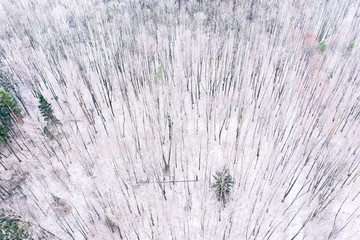 winter forest with deciduous winter trees covered with snow. snowy landscape aerial view
