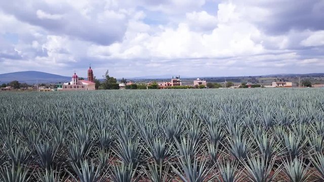Agave Field 4k Aerial Drone of Wrapping Around Tequila Plants Located in Jalisco, Mexico. Blue Webber Agave Rows of Cactus Like Plants. Rural Area with Mexican Church and Farm in Background