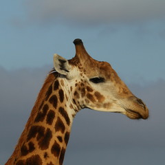 Giraffe head and neck with blurred clouds in the background.