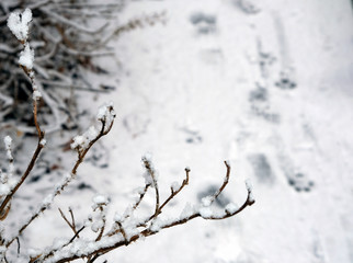 branch of a bush in the snow, winter background