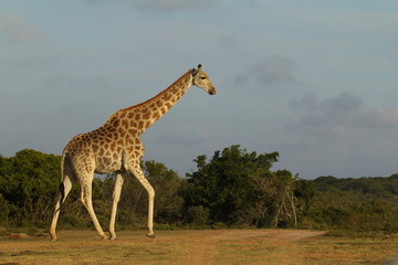 Large giraffe walking in the African bush.