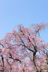 日本の春　満開の枝垂れ桜
