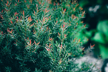 African pine or Dwarf Eucalyptus for natrue background.