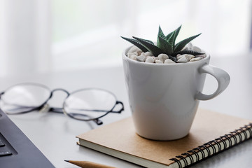 Close up Cactus in ceramic pot on table