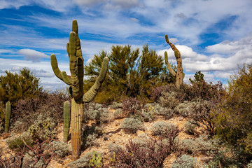 Hill in the Sonoran Desert with Saguaro Cacti, Arizona, United States