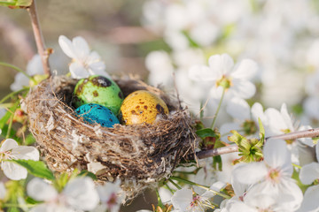 Easter eggs in nest outdoor