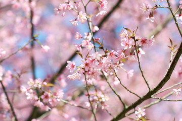 Wild Himalayan Cherry Blossoms in spring season (Prunus cerasoides), Sakura in Thailand, selective focus, Phu Lom Lo, Loei, Thailand.