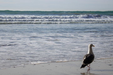 bird on the beach