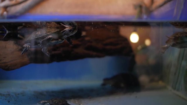 European pond turtle in terrarium (Emys orbicularis)