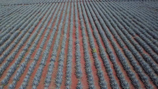 Unique View of Rows of Agave Plants in Field 4k Aerial Drone. Located in Tequila, Jalisco, Mexico