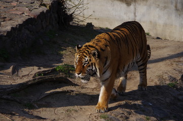 Wild and dangerous tiger