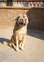 Injured street dog looking sad