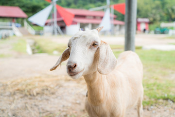 baby goat in a farm