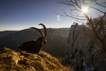 Le patriarche du troupeau
