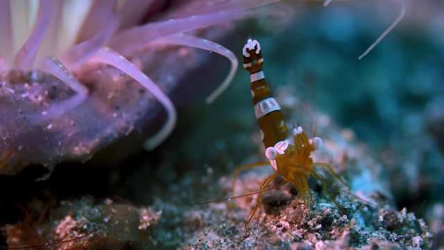 Squat anemone shrimp, Thor amboinensis, dancing on a reef, Raja Ampat, Indonesia. These shrimp are symbiotic with anemones, slow motion