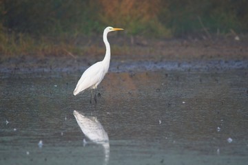 White heron on swamp in fog weather, Devinske lake, Slovakia, Europe