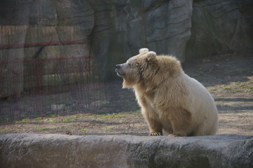 Smiling brown bear in Kiev zoo 