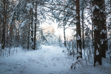 Beautiful winter scenery with forest full of trees covered snow