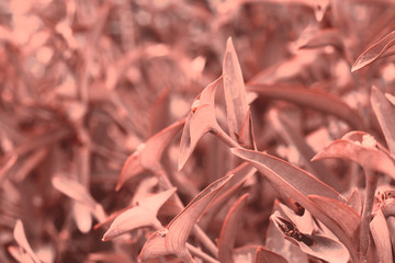 abstract natural background plant leaves texture toned