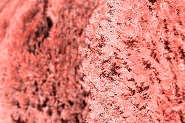 abstract natural background juniper bush  texture toned