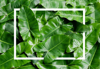 Tropical green leaves background. Nature concept.