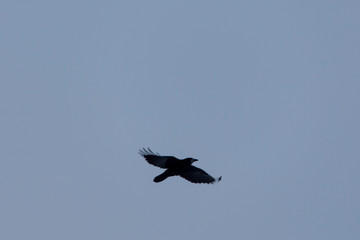 Obraz premium Rabenkrähe