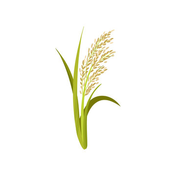 Flat vector icon of rice. Grain culture. Agricultural crop. Organic product. Botanical and farming theme