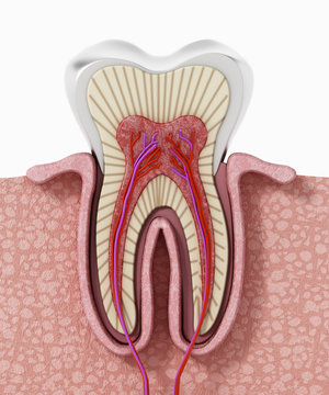 3D structure of a human tooth. 3D illustration