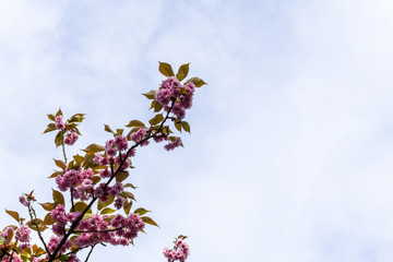 Beautiful natural summer background with flowers at sunny day .