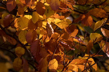 Goldener Oktober