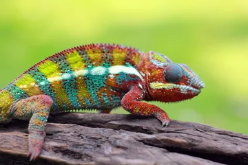 Photo sur Plexiglas Caméléon chameleon phanter