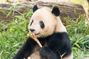 Big panda, bamboo bear