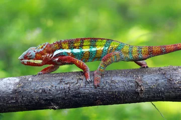 Photo sur Plexiglas Caméléon chameleon phanter