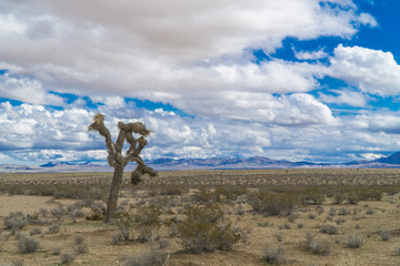 Joshua trees in the desert