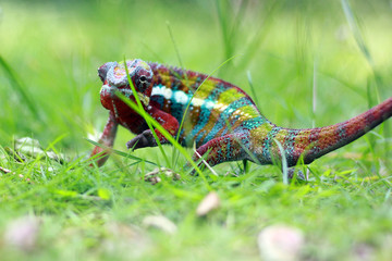 chameleon phanter