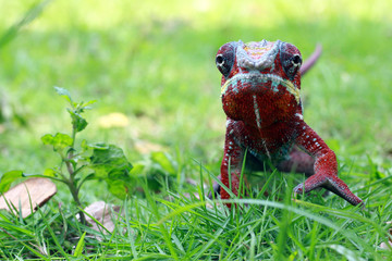 chameleon phanter