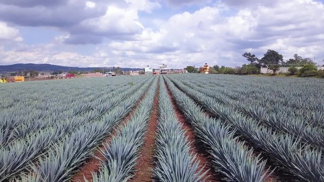 Agave Field 4k Aerial Drone of Tequila Plants Located in Jalisco, Mexico. Blue Webber Agave Rows of Cactus Like Plants. Rural Area with Red Dirt Covered the Ground and Blue Sky in Background