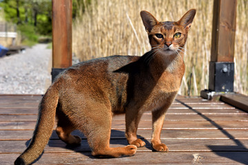 Abyssinian cat outdoor