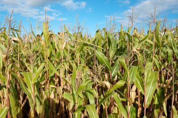 Mais f&uuml;r die Energiegewinnung