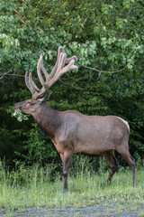 Bull elk – Photographed in Elk State Forest, Elk County, Benezette, Pennsylvania