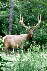 Bull elk  – Photographed in Elk State Fotest, Elk County, Benezette, Pennsylvania