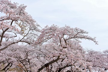 満開のソメイヨシノ