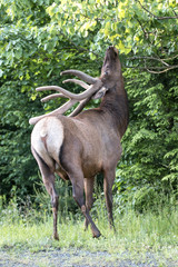 Bull elk dining on leaves – Photographed in Elk State Fotest, Elk County, Benezette, Pennsylvania