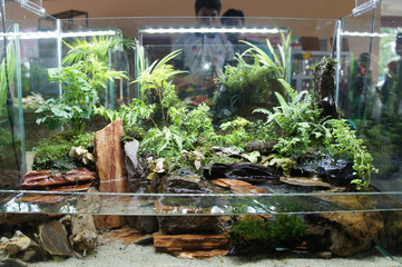 Aquascape and terrarium design in small glass aquarium displayed for public. 